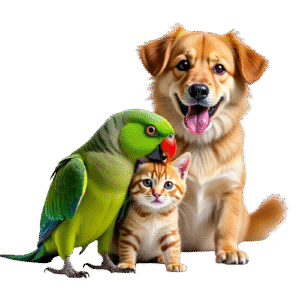 vohra piano animal and bird care
